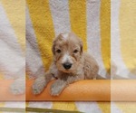 Small Photo #12 Bordoodle Puppy For Sale in COPPERAS COVE, TX, USA