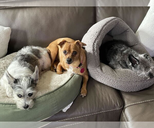 Medium Photo #4 Chiweenie Puppy For Sale in Arlington, VA, USA