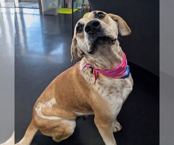 Medium Photo #7 Mutt Puppy For Sale in Vail, AZ, USA