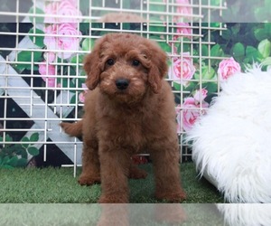 Medium Goldendoodle