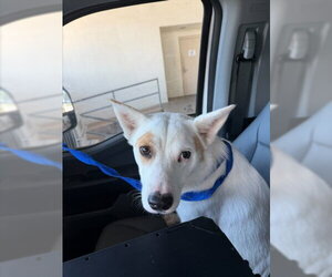 Carolina Dog-Unknown Mix Dogs for adoption in Texas City, TX, USA