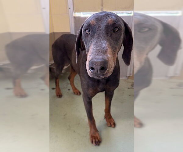 Medium Photo #2 Doberman Pinscher Puppy For Sale in Riverside, CA, USA