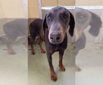 Small #1 Doberman Pinscher