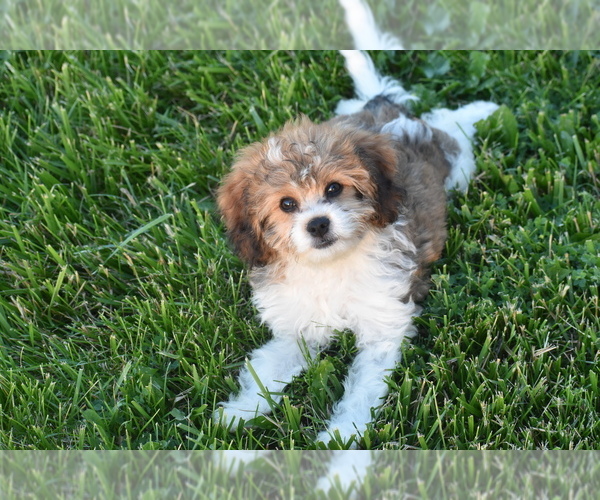 Medium Photo #2 Cavachon Puppy For Sale in ELDORADO, OH, USA