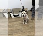Small #9 American Pit Bull Terrier Mix