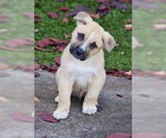 Small #2 Anatolian Shepherd Mix