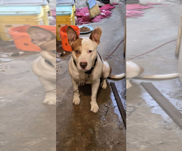 Medium Photo #4 Staffordshire Bull Terrier-Unknown Mix Puppy For Sale in Munford, TN, USA