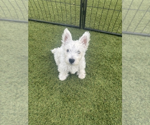 Medium Photo #5 West Highland White Terrier Puppy For Sale in PHOENIX, AZ, USA