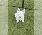 Small #4 West Highland White Terrier