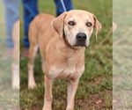 Small #1 Labrador Retriever Mix