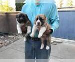Small Photo #9 Central Asian Shepherd Dog Puppy For Sale in LINCOLN, CA, USA