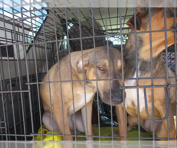 Medium Photo #1 German Shepherd Dog-Unknown Mix Puppy For Sale in Ocala, FL, USA