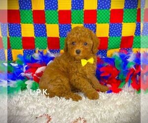 Poodle (Toy) Puppy for sale in WINNSBORO, LA, USA