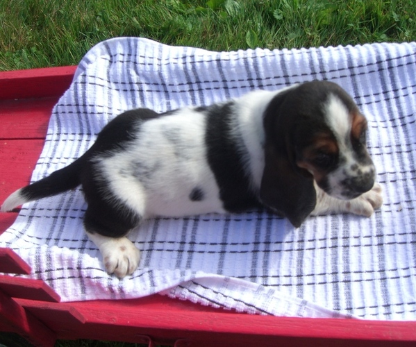 Medium Photo #6 Basset Hound Puppy For Sale in ORRVILLE, OH, USA