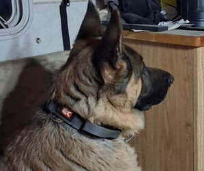 Father of the Gerberian Shepsky puppies born on 10/20/2025