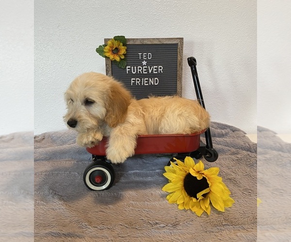 Medium Photo #2 Doxie-Chon Puppy For Sale in BLOOMFIELD, IN, USA