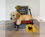 Small #1 Doxie-Chon