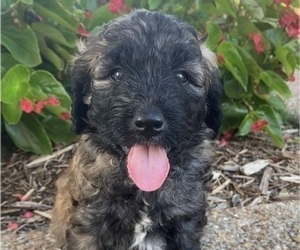 Goldendoodle Puppy for Sale in JEFFERSON CITY, Missouri USA