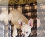 Small #4 French Bulldog
