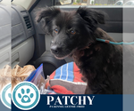 Small #1 Spaniel Mix