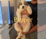Small Photo #2 Great Pyrenees Puppy For Sale in DANVILLE, KY, USA