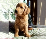Small Photo #18 Goldendoodle Puppy For Sale in PROSPECT, VA, USA