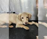 SNOW BALL - Male Chihuahua Dog for Adoption - Small photo