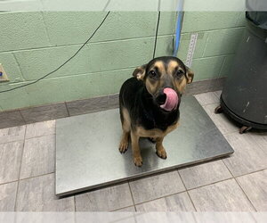 German Shepherd Dog-Unknown Mix Dogs for adoption in Grand Prairie, TX, USA