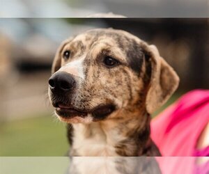 American Pit Bull Terrier-Treeing Walker Coonhound Mix Dogs for adoption in Forest, VA, USA