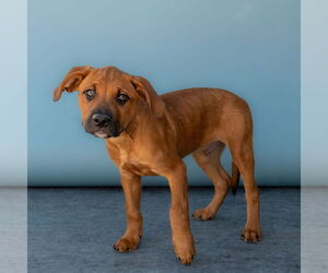 Labrador Retriever Dogs for adoption in Pasadena, CA, USA