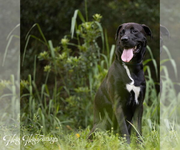 Medium Photo #3 Labrador Retriever-Unknown Mix Puppy For Sale in Tampa, FL, USA
