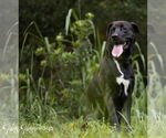 Small #2 Labrador Retriever Mix