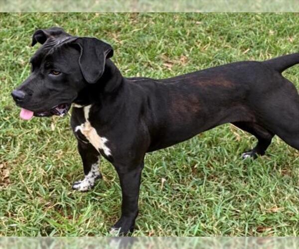 Medium Photo #2 Labrador Retriever-Unknown Mix Puppy For Sale in Texas City, TX, USA