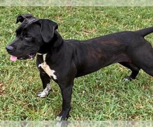MOLLY - Female Labrador Retriever-Unknown Mix Dog for Adoption - Photo #2