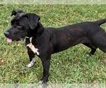 Small Photo #2 Labrador Retriever-Unknown Mix Puppy For Sale in Texas City, TX, USA