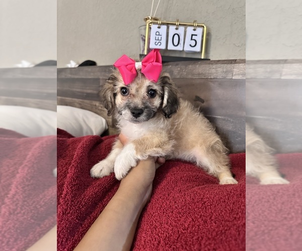 Medium Photo #21 Maltipoo Puppy For Sale in EL PASO, TX, USA