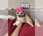 Small #20 Maltipoo