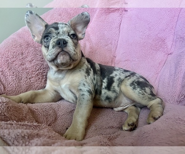 Medium Photo #3 French Bulldog Puppy For Sale in COCOA, FL, USA