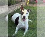 Small #1 Bullypit