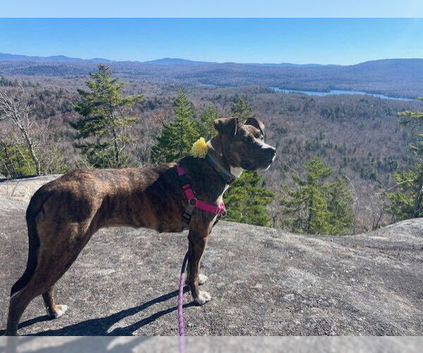 Medium Photo #2 Australian Shepherd-Boxer Mix Puppy For Sale in SHERBURNE, NY, USA