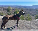 Small #1 Australian Shepherd-Boxer Mix