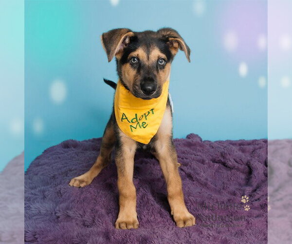 Medium Photo #2 German Shepherd Dog-Unknown Mix Puppy For Sale in Corona, CA, USA