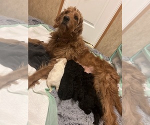 Mother of the Labradoodle-Poodle (Standard) Mix puppies born on 01/03/2023