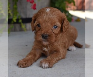 Cavapoo Puppy for sale in SUNBURY, PA, USA