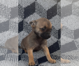Chihuahua Puppy for sale in EAU CLAIRE, WI, USA