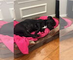 Small #9 American Pit Bull Terrier-Basset Hound Mix