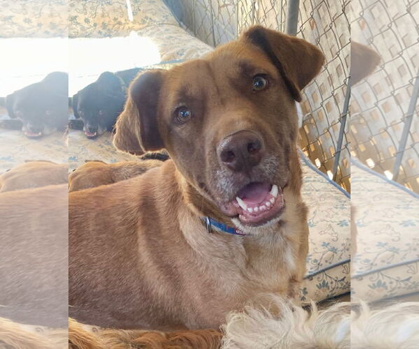 Medium Photo #2 Labralas Puppy For Sale in Newport Beach, CA, USA