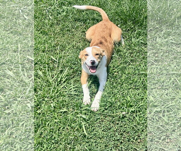 Medium Photo #3 Australian Shepherd-Unknown Mix Puppy For Sale in Wakefield, RI, USA