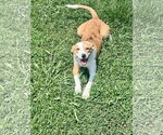 Small #2 Australian Shepherd Mix