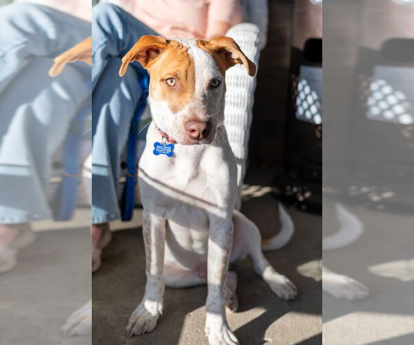 Medium Photo #8 Mutt Puppy For Sale in Mundelein, IL, USA